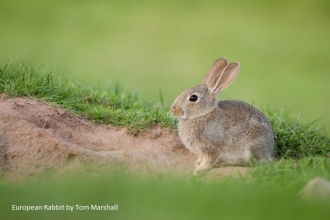 Rabbit - Tom Marshall - Project WILDside - Rabbit recording