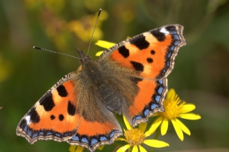 Tortoiseshell Butterfly - Brian Eversham