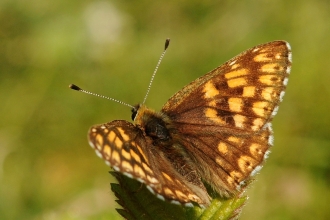 Duke of Burgundy in the sun with its wings outspread