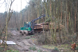 Conifer removal at Brampton Wood