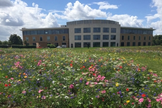 Wildflowers in bloom at Cranfield University