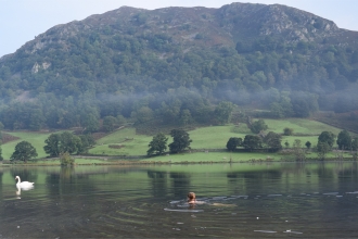 Wild swimming in a lake with a swan