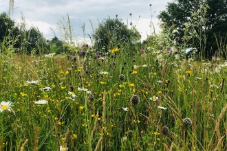 Flower-rich habitat at Trumpington Meadows