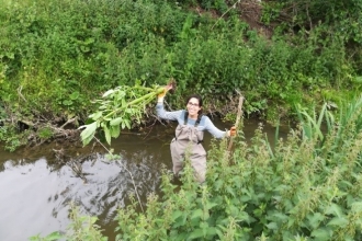 Himalayan balsam pulling