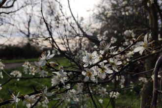 Blackthorn flowers 2 by Rebecca Neal
