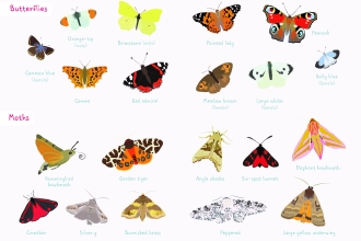 Butterfly and Moth ID Sheet