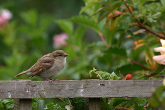 Juvenile house sparrow by Ian Rose