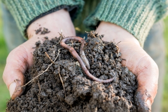 Hands holding soil and worm Shutterstock 