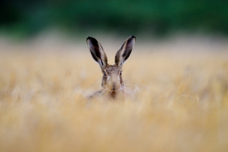 A hare hiding in long grass.