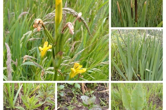 marginal plant collage