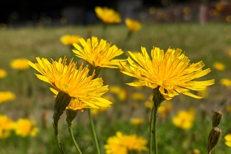 Hawkweed by Rebecca Neal