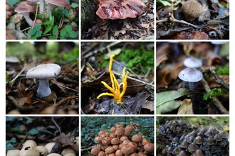 Fungal Foray at King's Wood