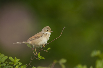 Common whitethroat