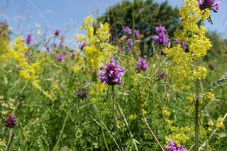 Betony at Upwood Meadows June  - c. Robert Enderby