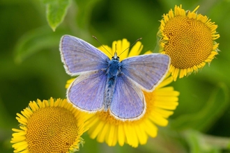 Common Blue Butterfly c. Matthew Hazleton
