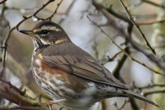 Redwing