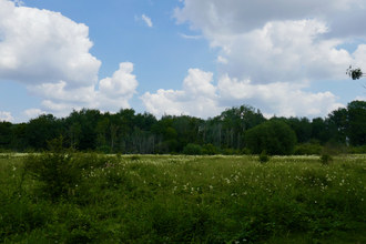 Fulbourn Fen Caroline Fitton