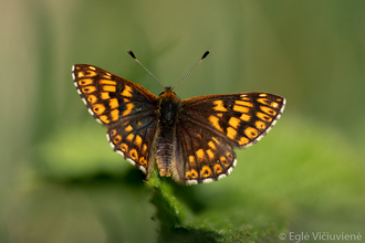 Hamearis lucina - Duke of Burgundy butterfly by Eglė Vičiuvienė