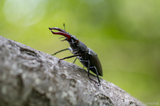 Lucanus cervus - stag beetle by Eglė Vičiuvienė