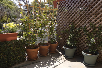 Balcony planting with pots and trellis