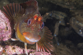 Tompot blenny Bradley at home