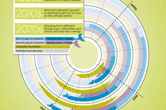 Infographic showing overlap of caterpillars and blue tit and great tit chicks over the decades