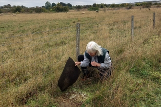 Slow worm survey -Sharon Stilliard By Gwen Hitchcock