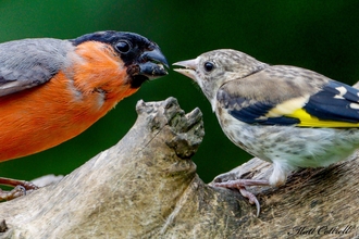 Bullfinch and Goldfinch c.Matt Cottrell