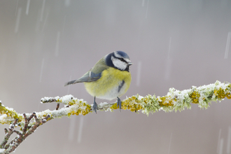 Blue tit sitting on a snowy branch