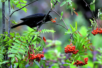 Male blackbird feeding on orange rowan berries