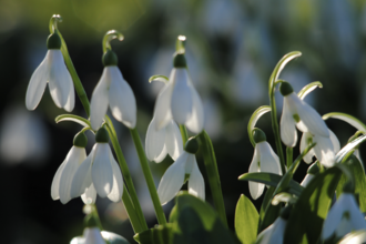 snowdrops2 Amy Lewis