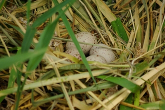 Coot nest with eggs