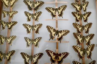 Swallowtail display Museum of Zoology Caroline Fitton