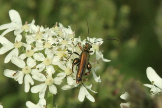 Thick legged flower beetle (Christine Newell)