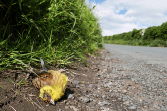 Yellowhammer side of road Shutterstock