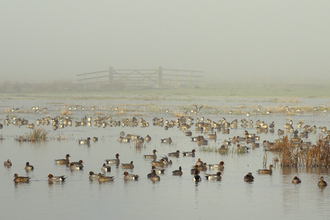 A flock of wigeon and lapwings in the fog