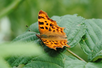 Comma butterfly resting on leaf