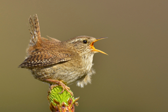 Wren sitting on twig singing