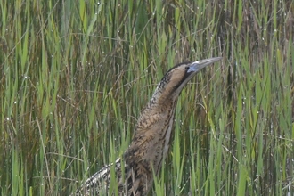 Bittern in the green reeds