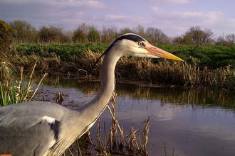 Grey heron with water in background