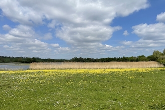 Landscape photo showing large display of cowslips with lake behind