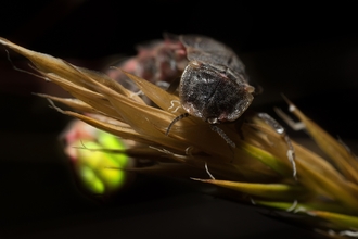 Female glow-worm on grass seed head