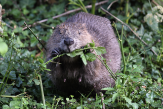 Beaver David Parr