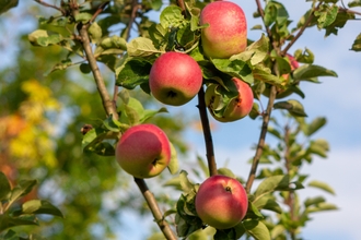 Red apples growing on a tree