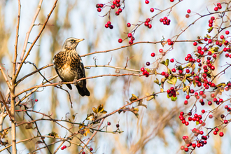 Great Fen  Wildlife Trust for Beds, Cambs & Northants