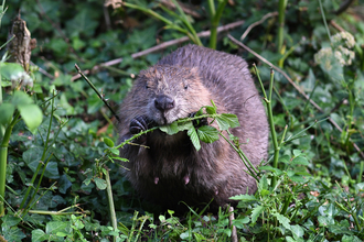 Beaver David Parkyn