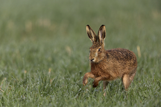 A hare running across a green field