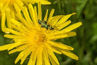 Thick legged flower beetle by Rebecca Neal