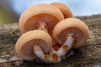 A cluster of pinky-peach coloured mushrooms with liquid leeching from their stems, grow from a piece of wood