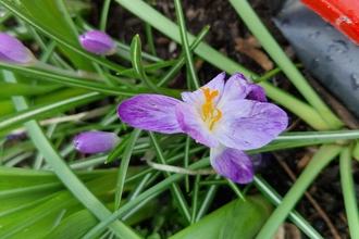 Purple crocus